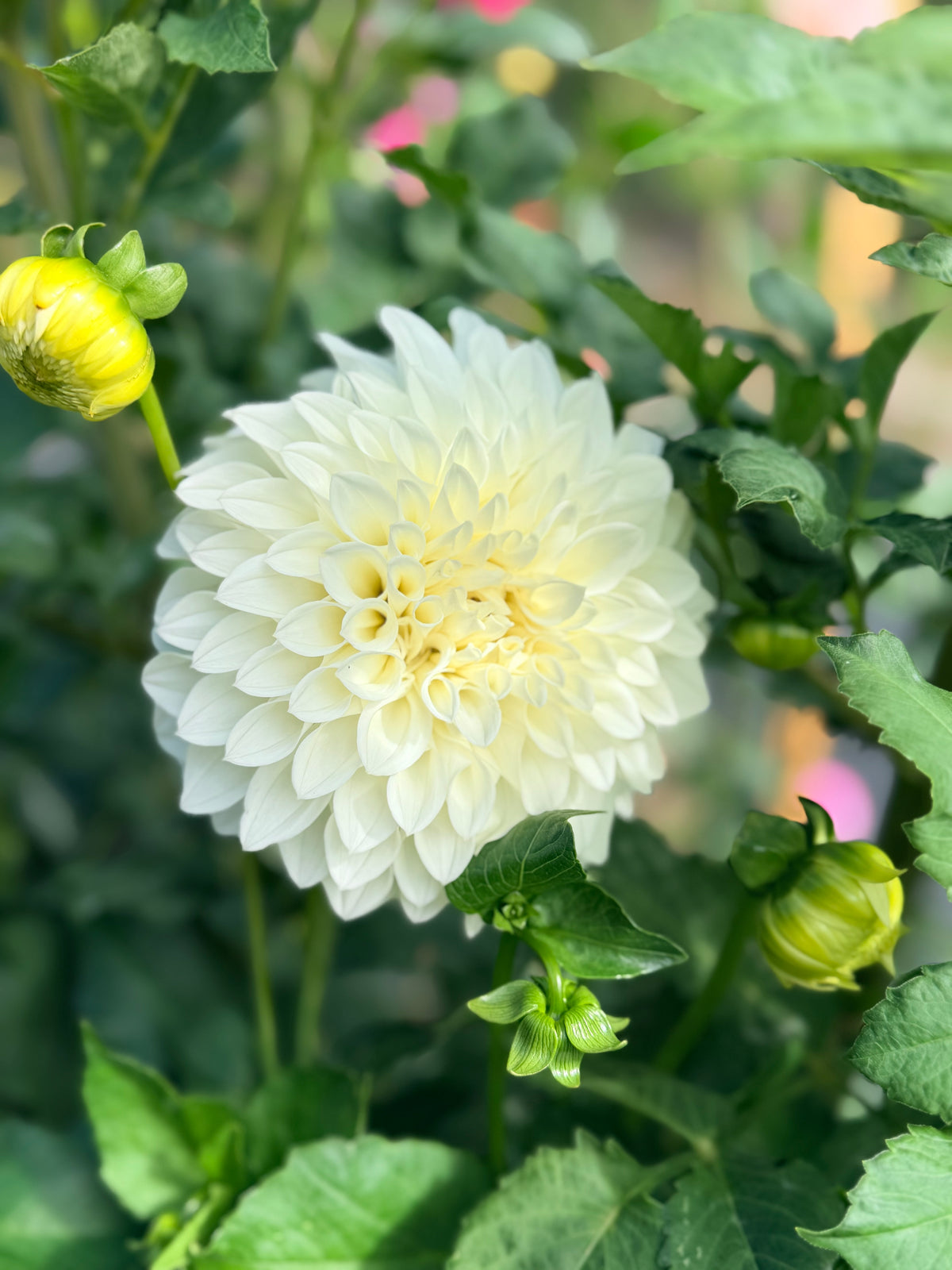 Dahlia Bloomquist Snowy