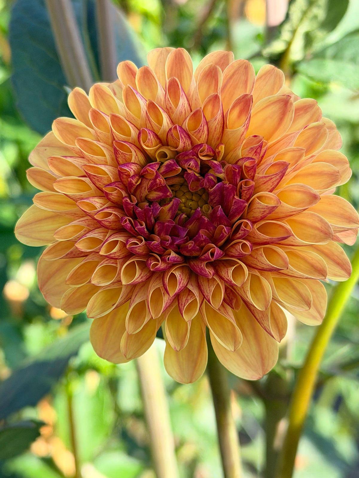 Dahlia Van Isle Lynn