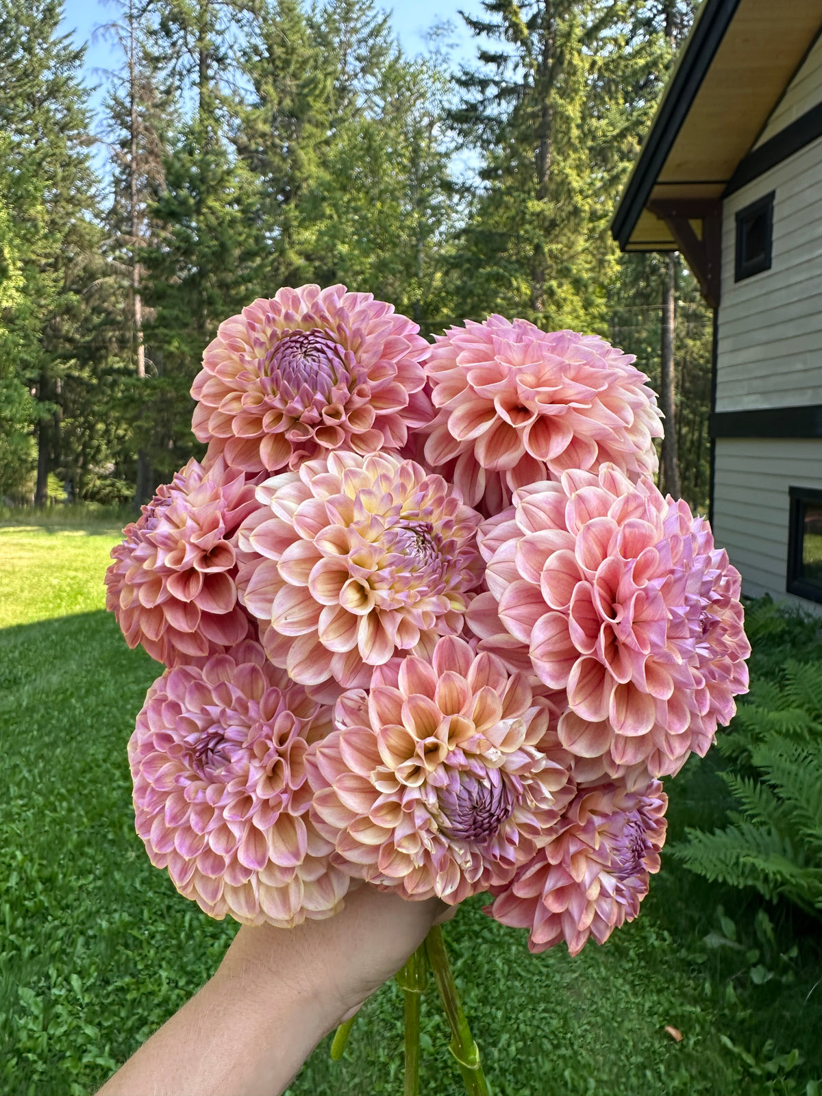 Dahlia Coseytown Babycakes