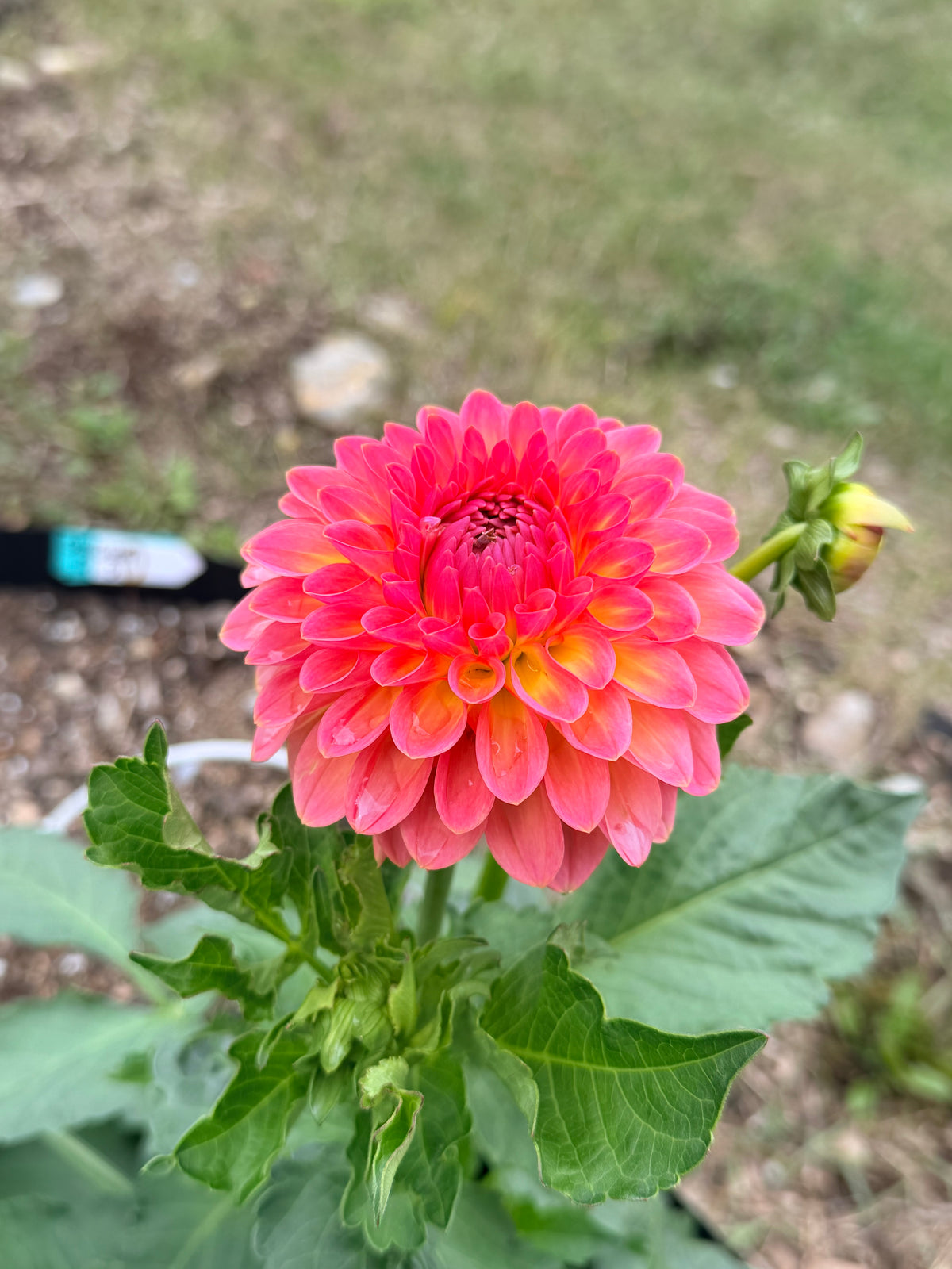 Dahlia Hapet Pastel