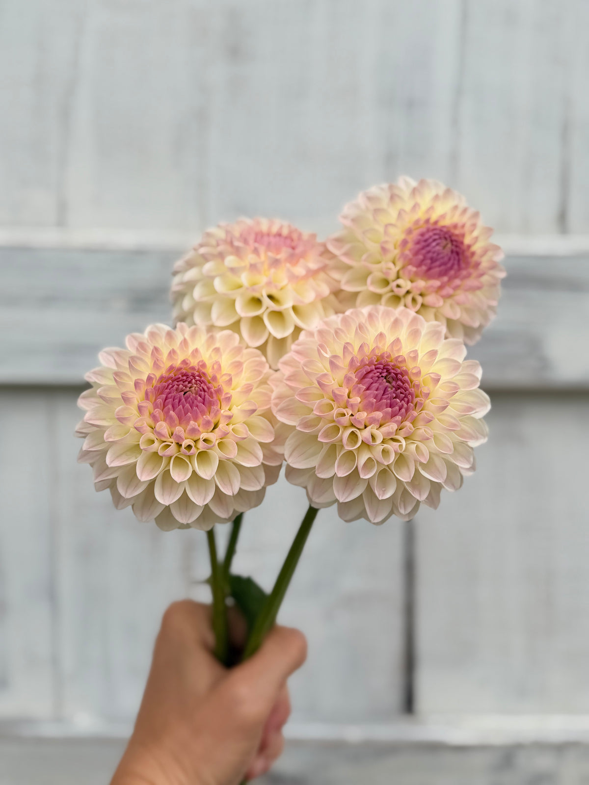 Dahlia Lyn's Snowblush