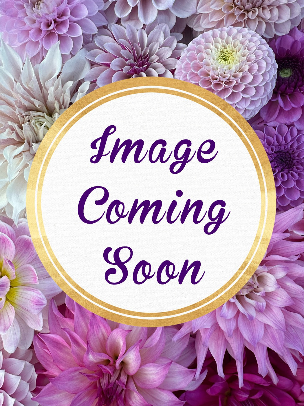 Dahlia Hollyhill Ruby Rose *CUTTING ONLY* unconfirmed