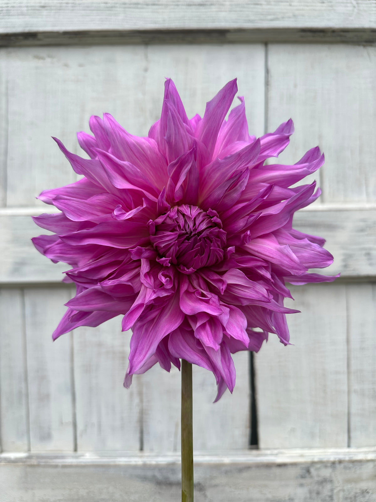Dahlia Pennsgift