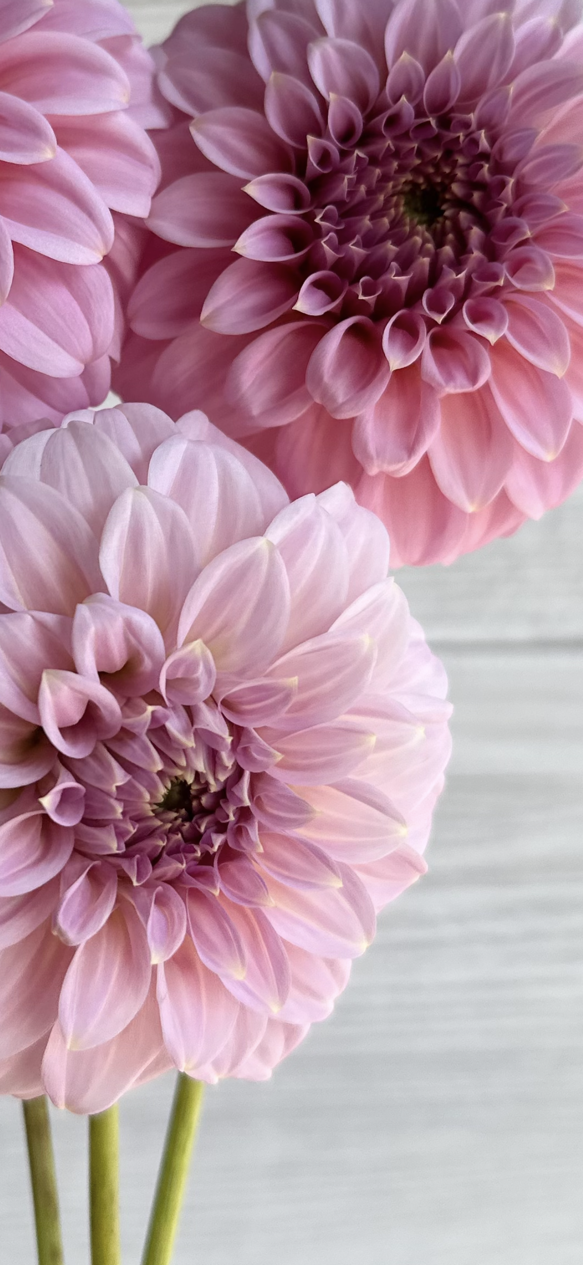 Dahlia Araluen Leatrice