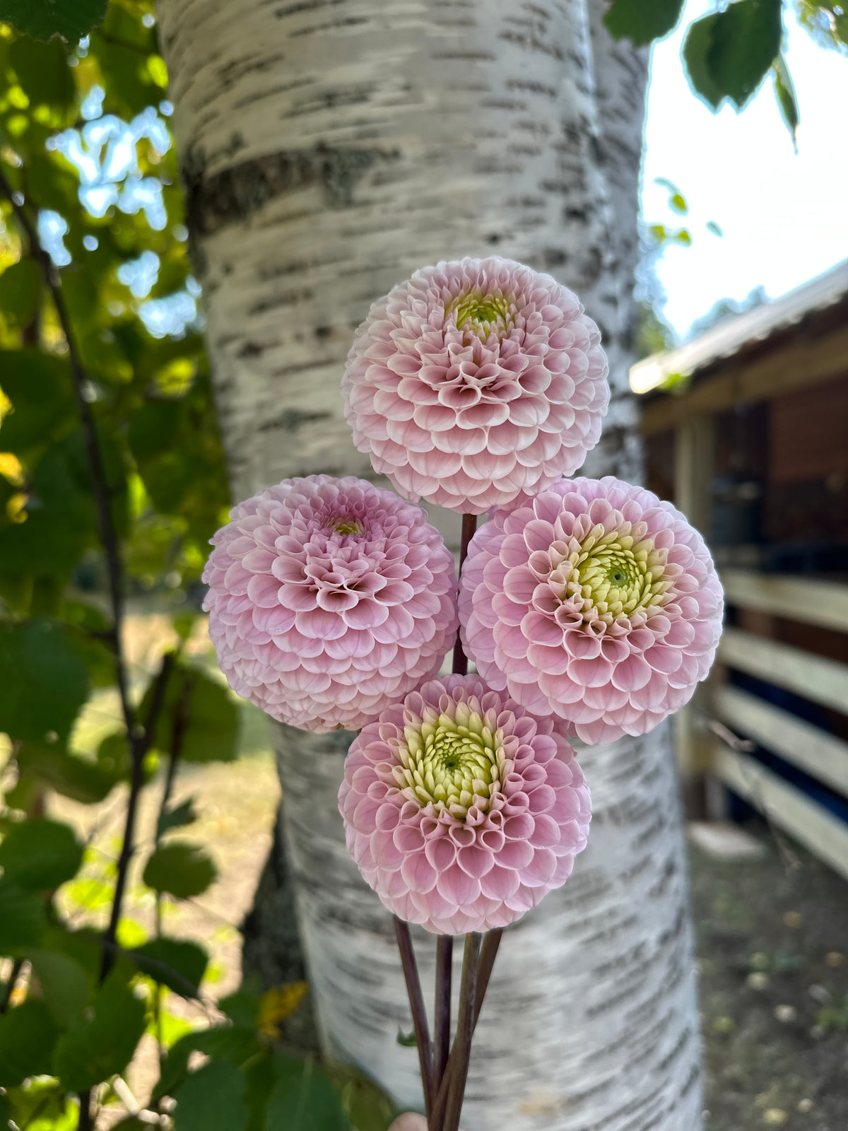 Dahlia 20th Ave Delicada