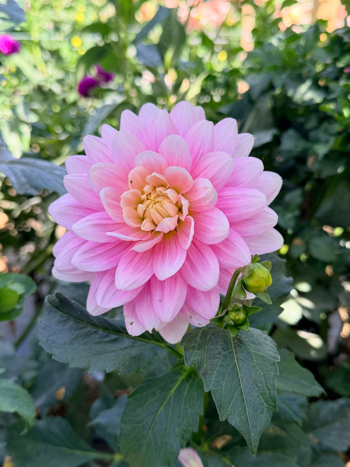 Dahlia Hollyhill Pink Parfait