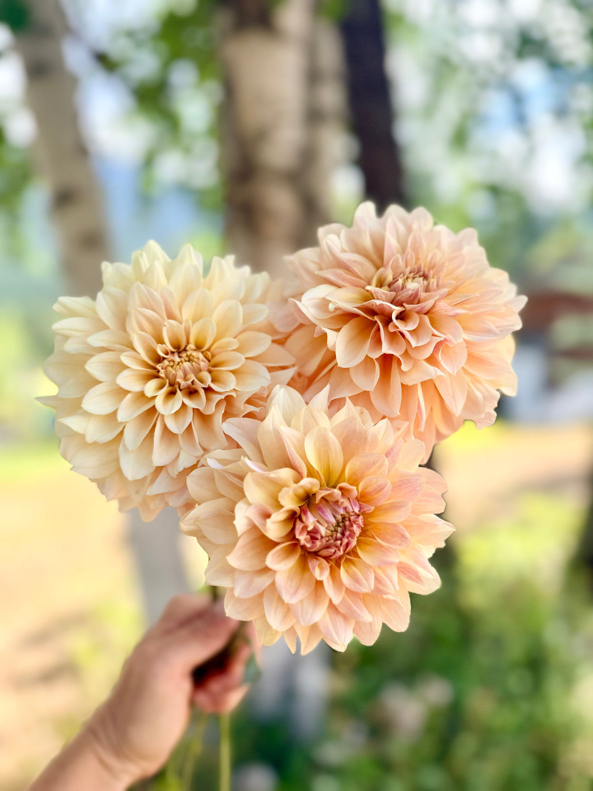 Dahlia Lee's Cookie