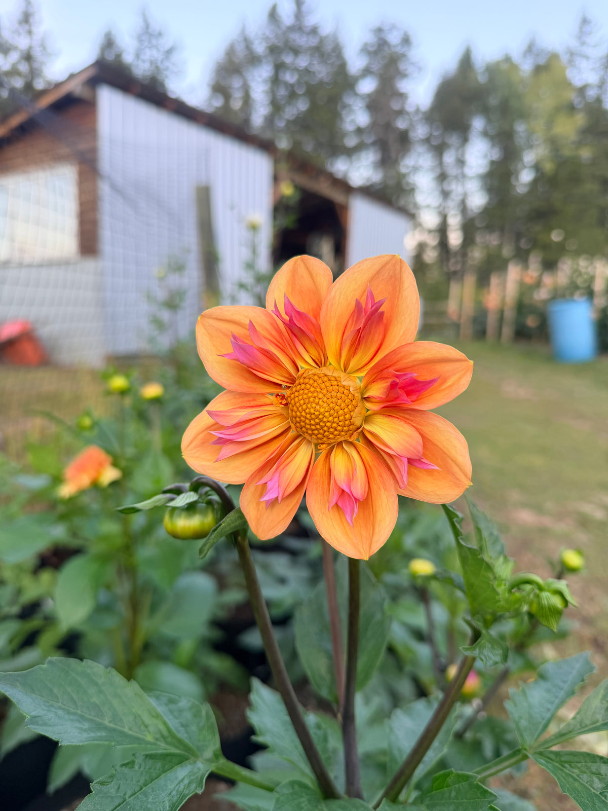 Dahlia Orange Hype