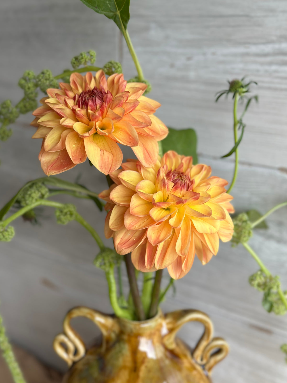 Dahlia Skeena Sugar Pie