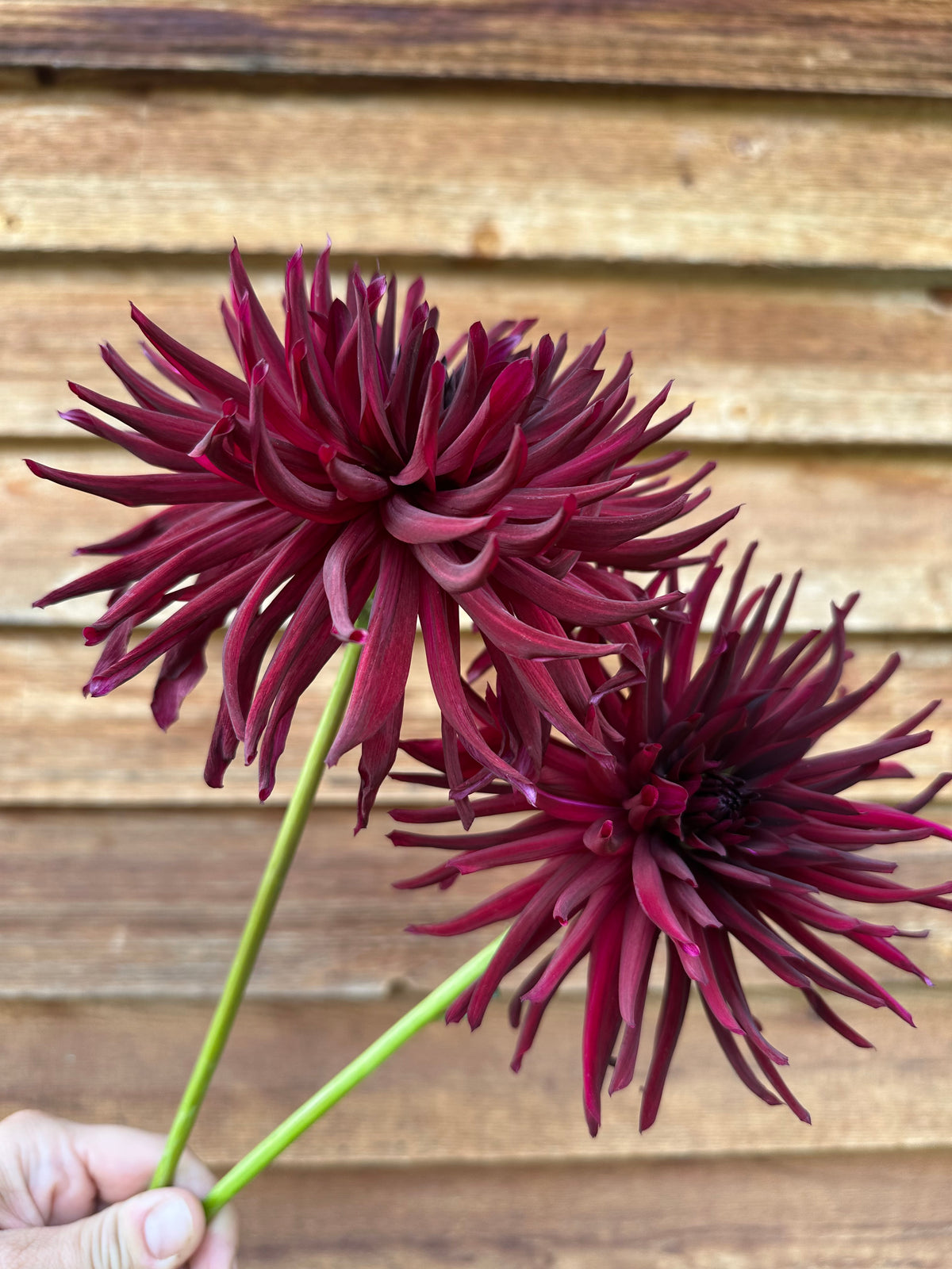 Dahlia Nuit d'Ete