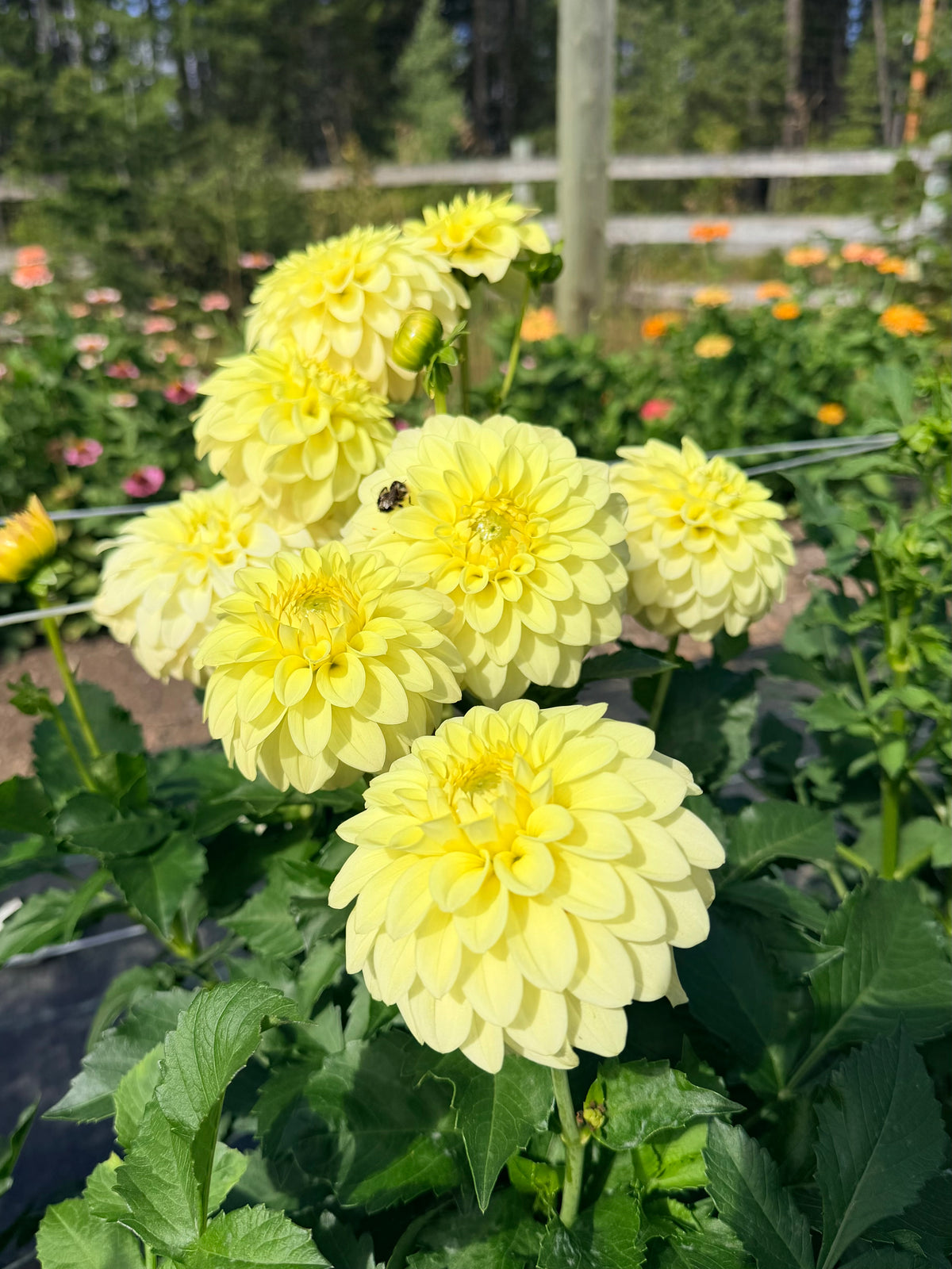 Dahlia Lee's Primrose Darline