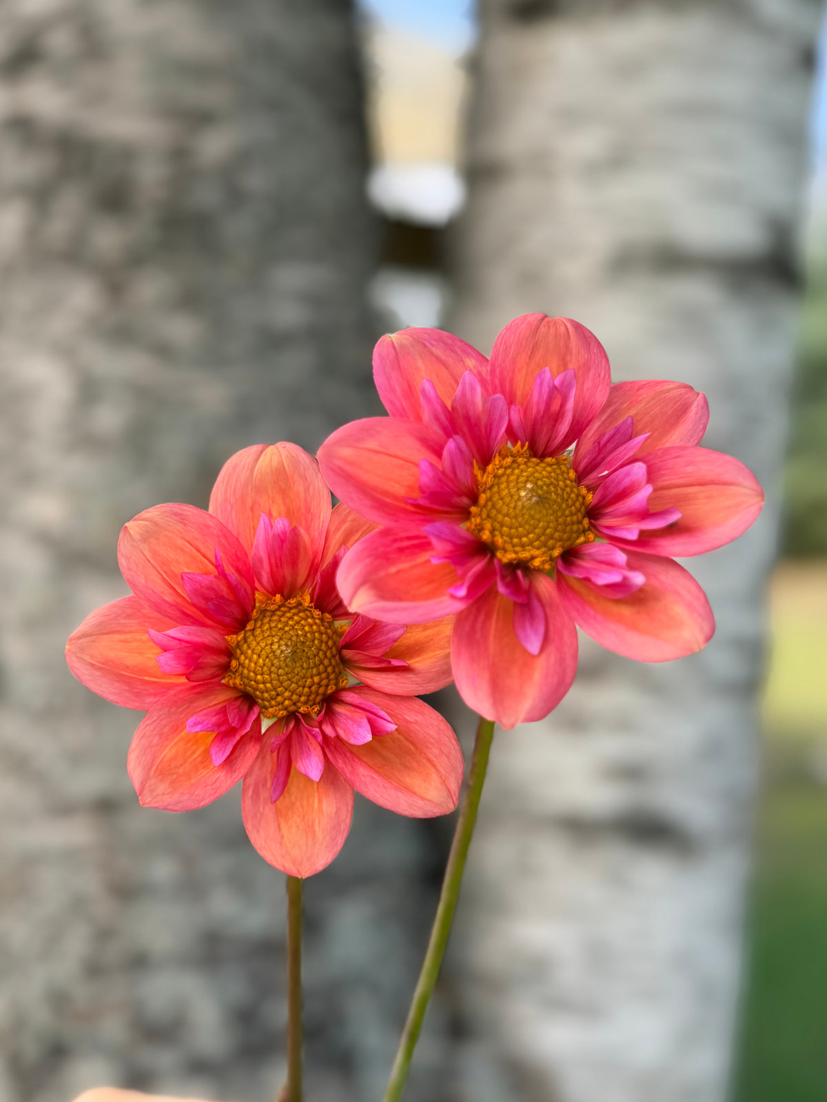 Dahlia Strawberry Bonbon