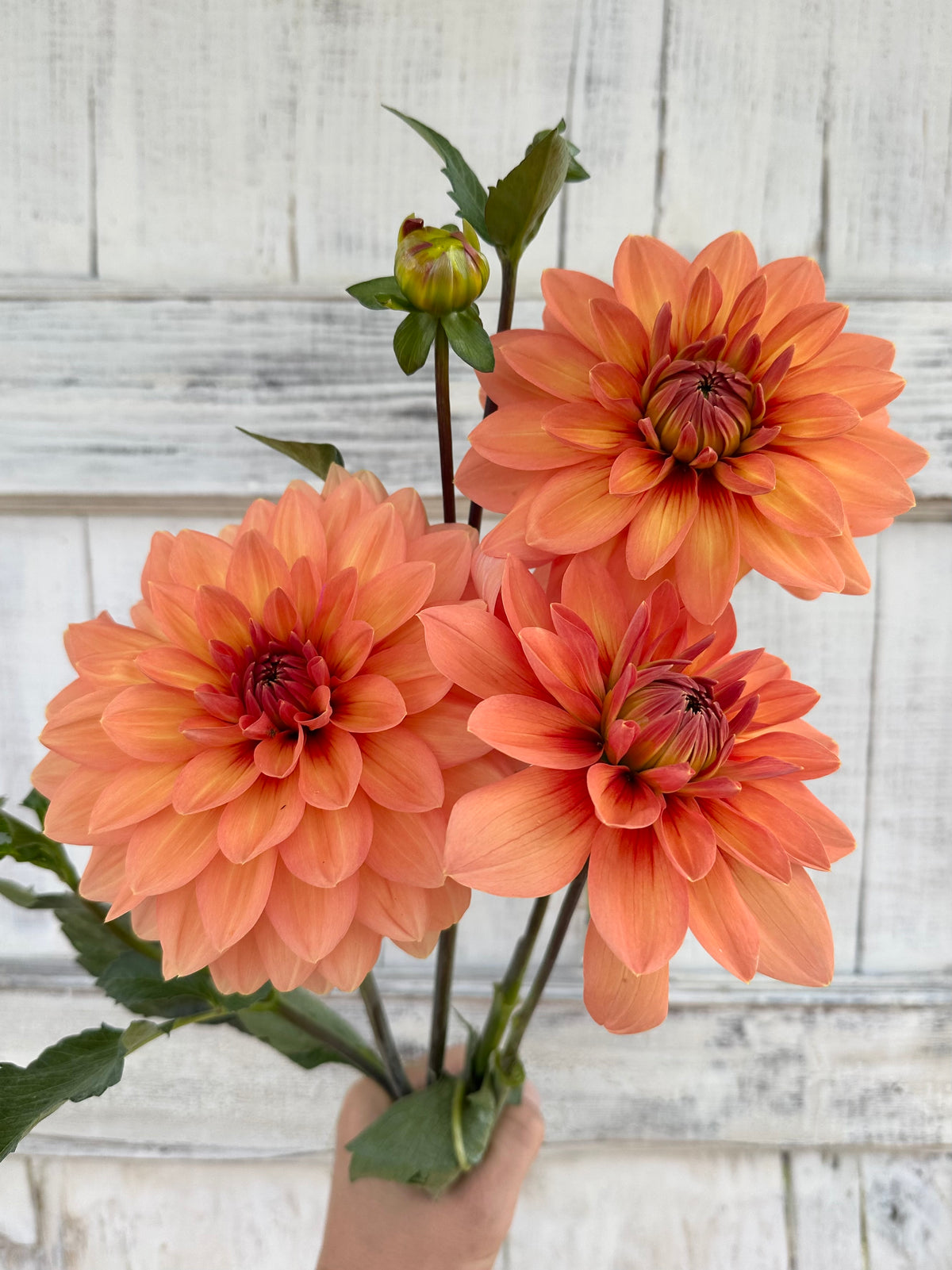 Dahlia Nicholas