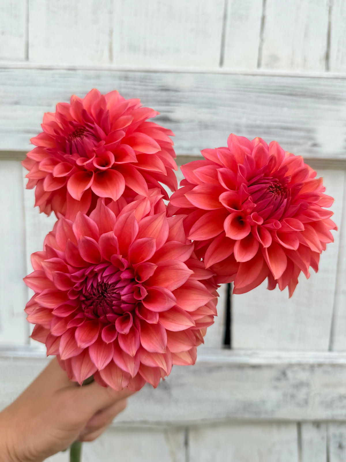 Dahlia RM Pink Sugar