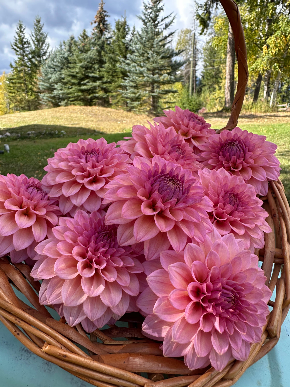 Dahlia Levi's Bubblegum