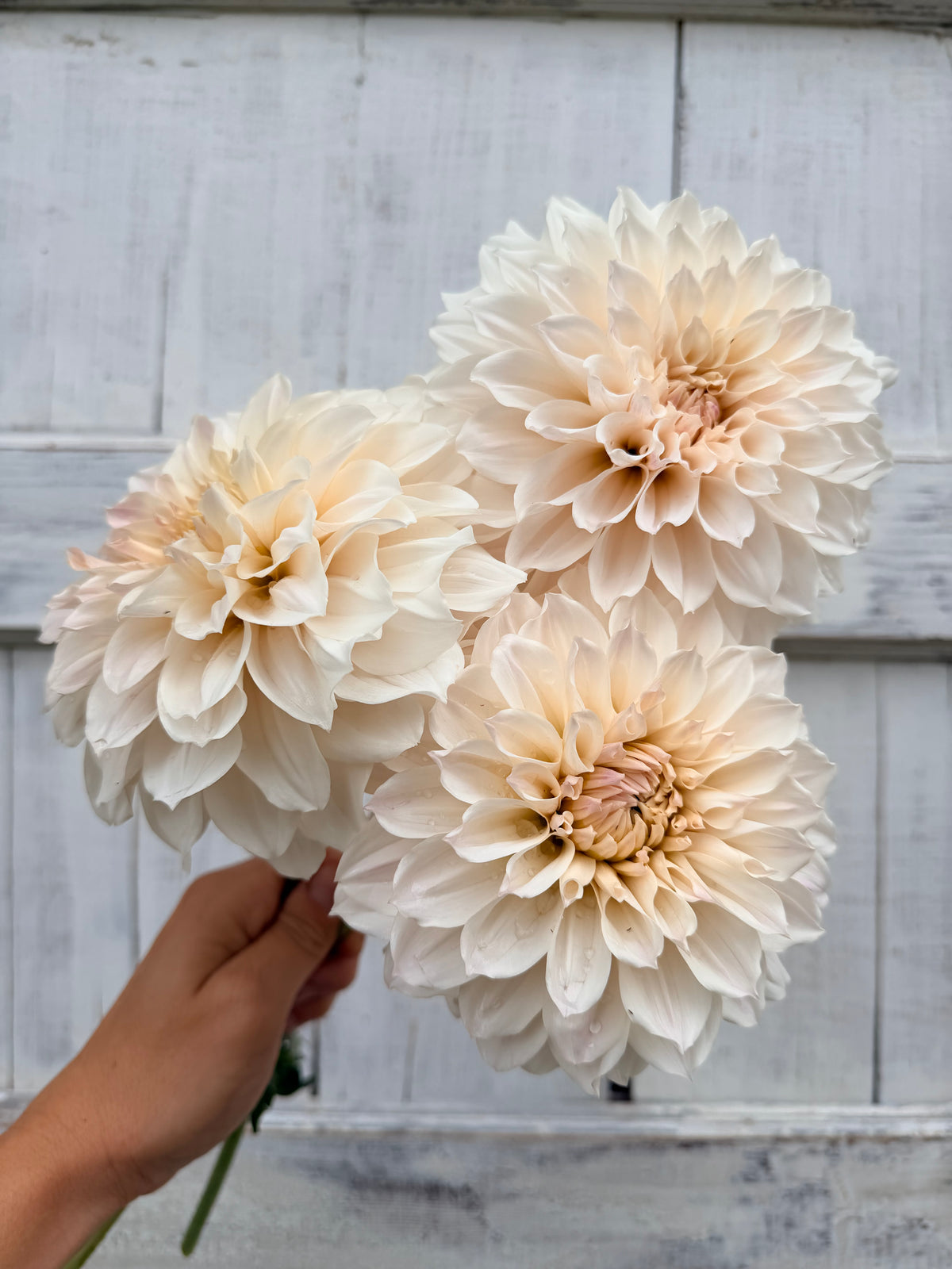 Dahlia Everbloom First Dance