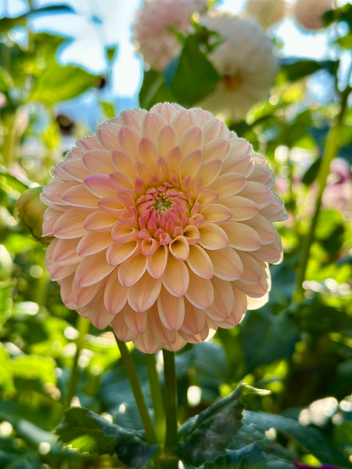 Dahlia Hapet Salmon