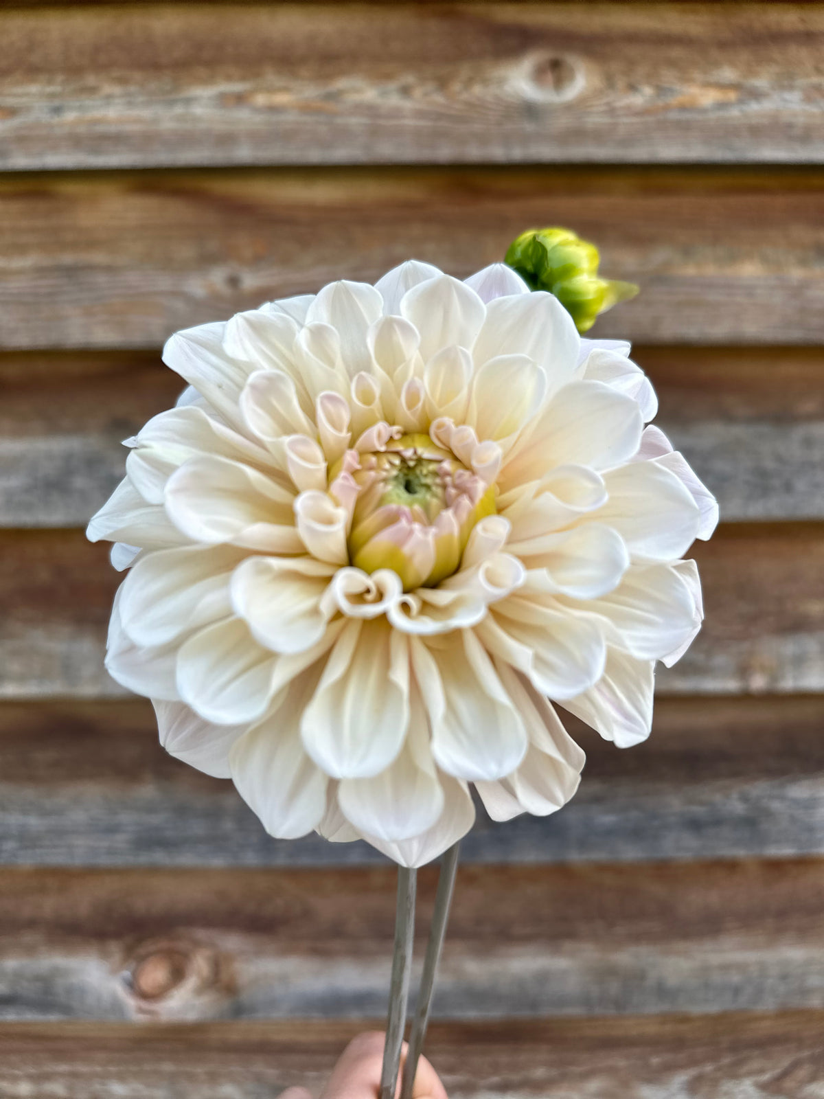 Dahlia Sweet Nathalie