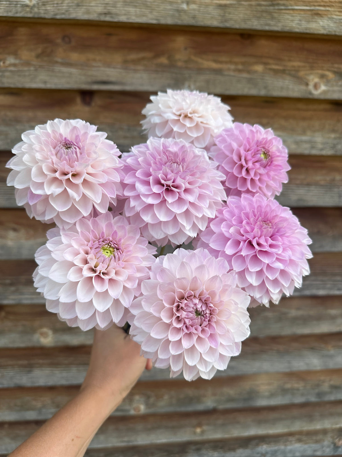 Dahlia Skeena Glitter