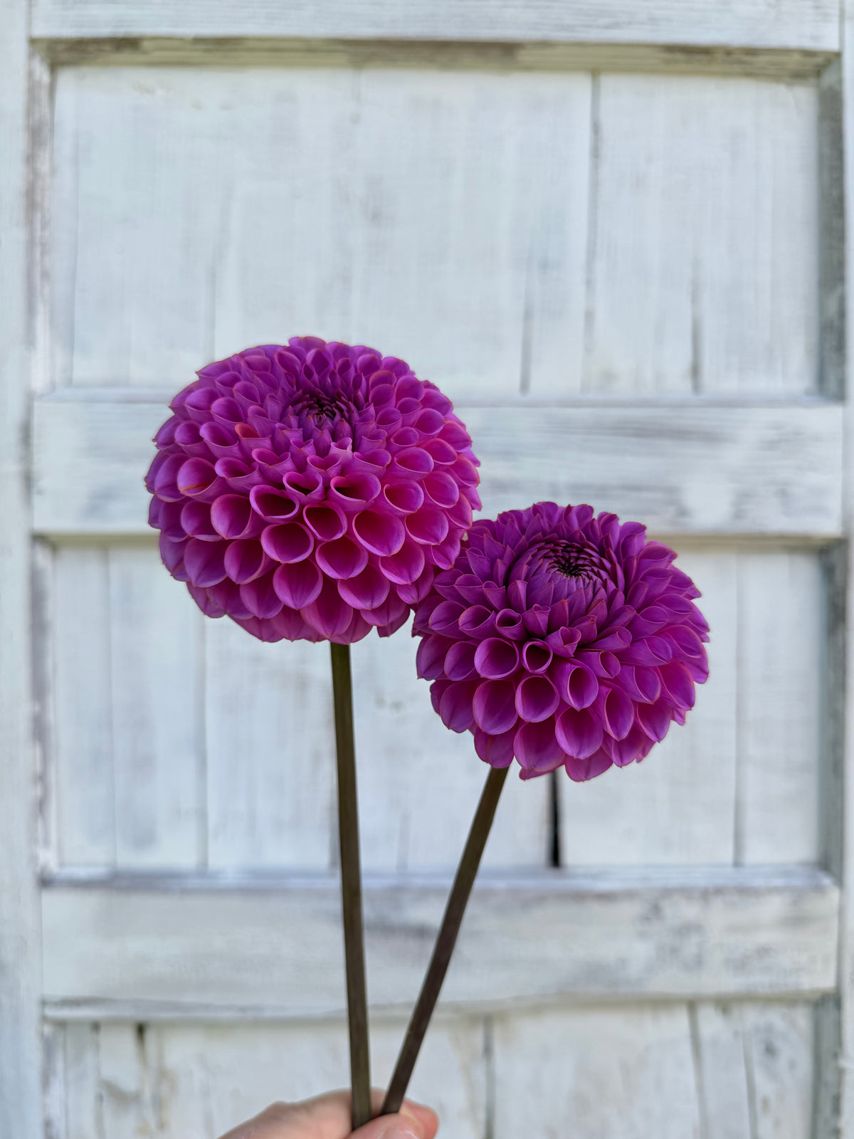 Dahlia Isabel