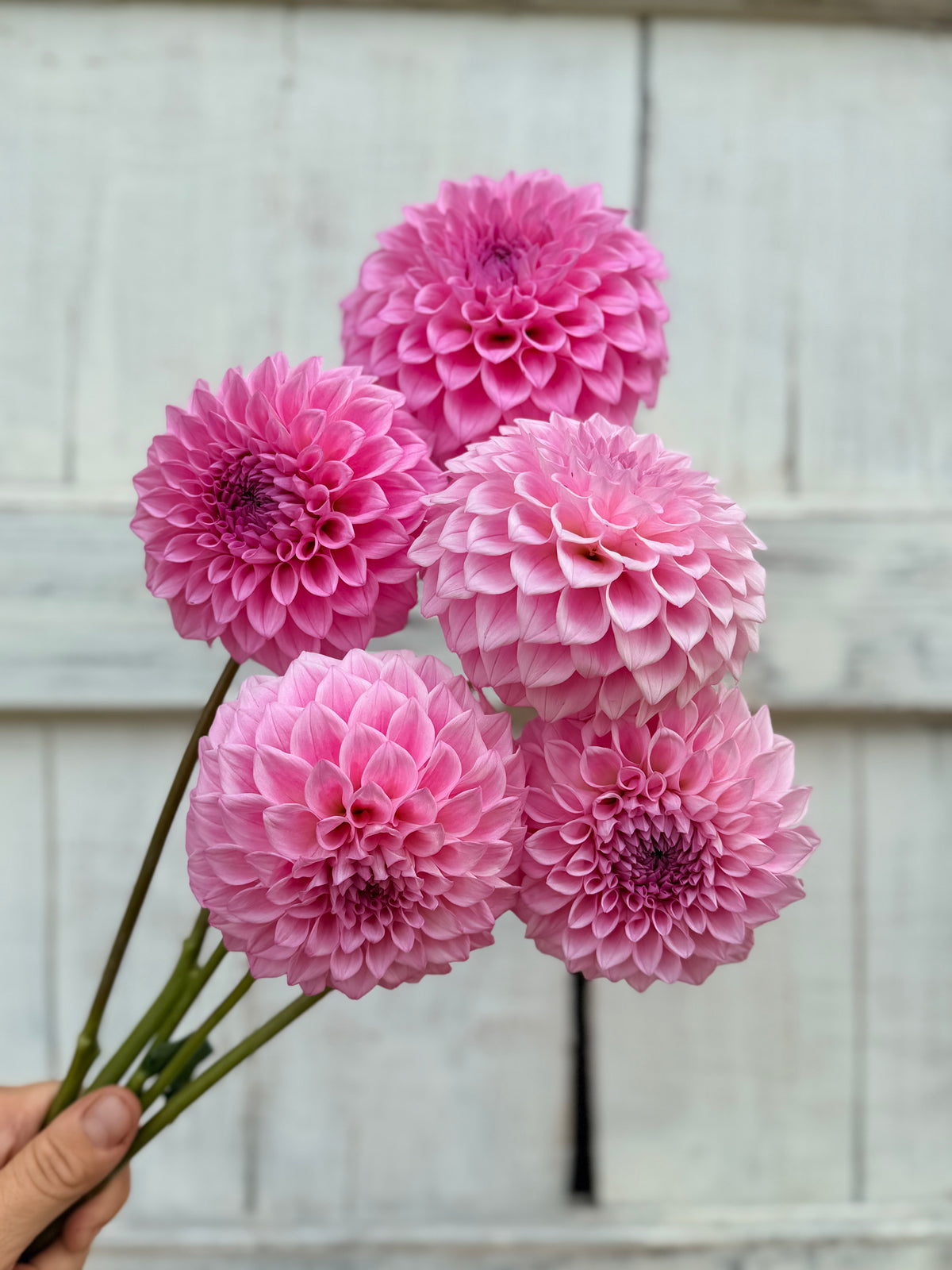 Dahlia Lee's Hubba Bubba