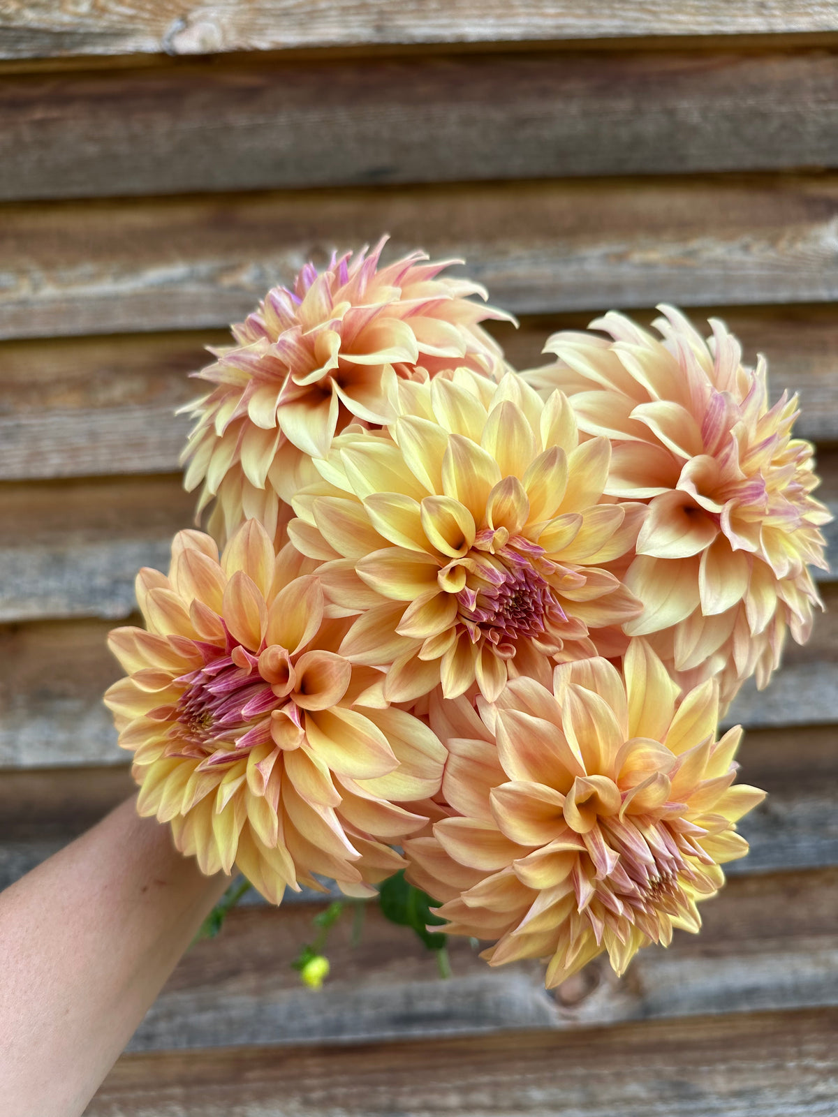 Dahlia Miss Amara