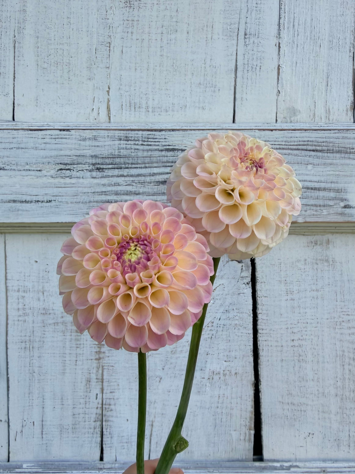 Dahlia Odyssey