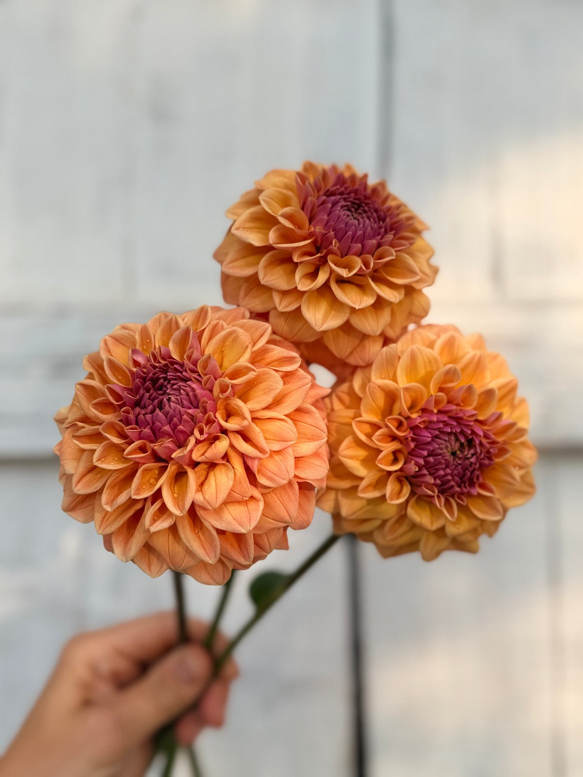 Dahlia RM Summer Haze