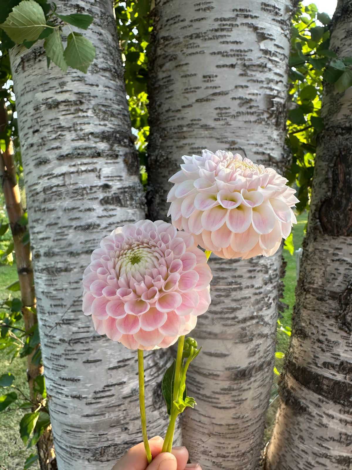 Dahlia Hapet Barbie *CUTTING ONLY*