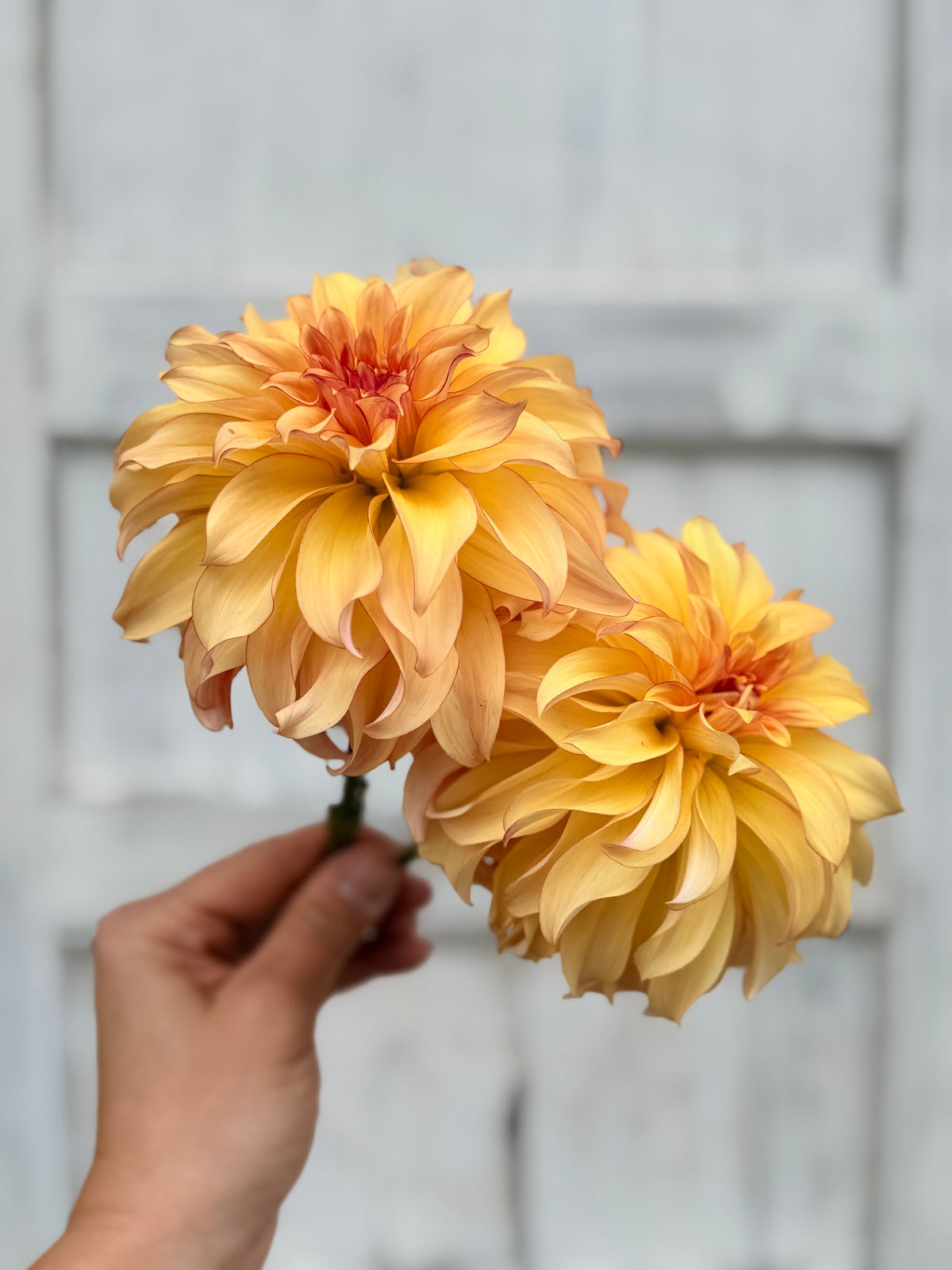 Dahlia Hapet Poesie