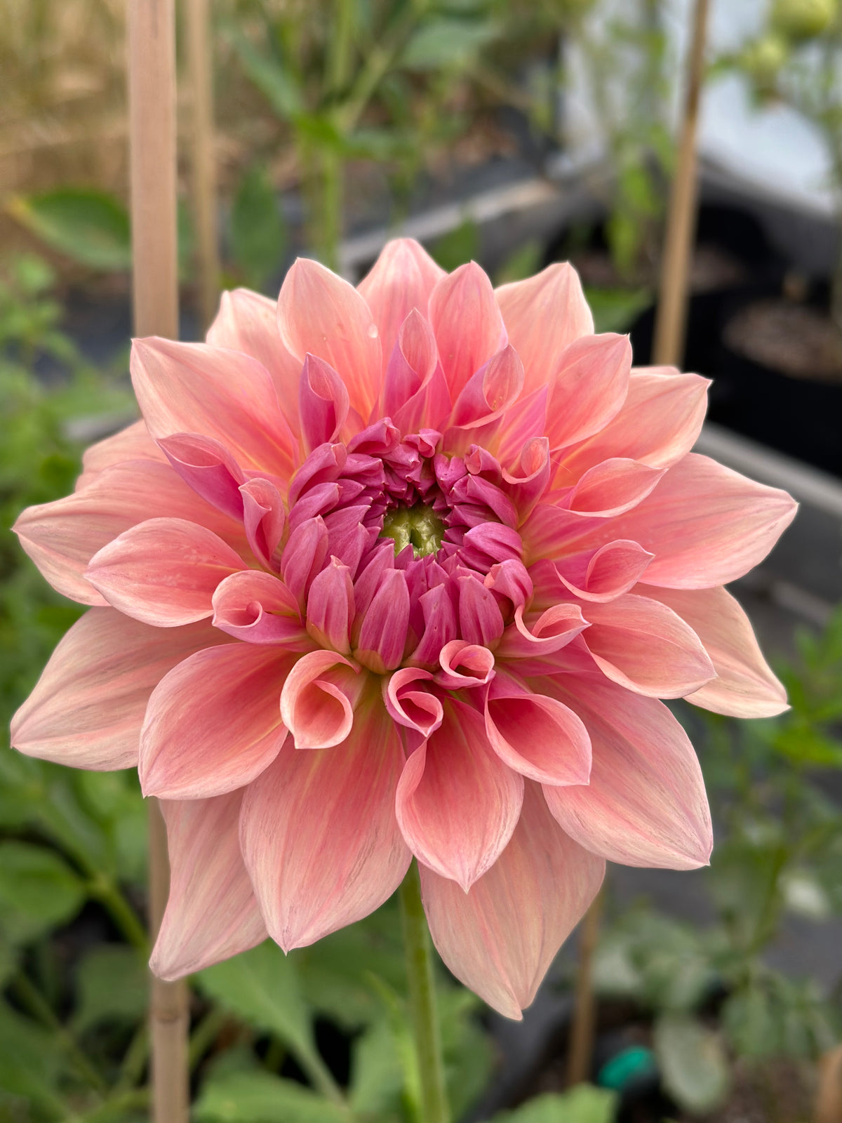 Dahlia West Coast