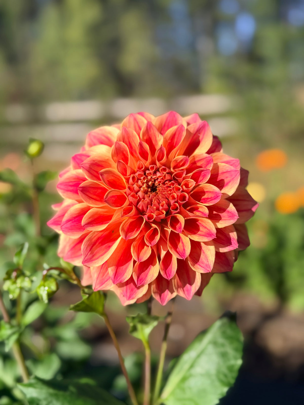 Dahlia Winkie Rhubarb