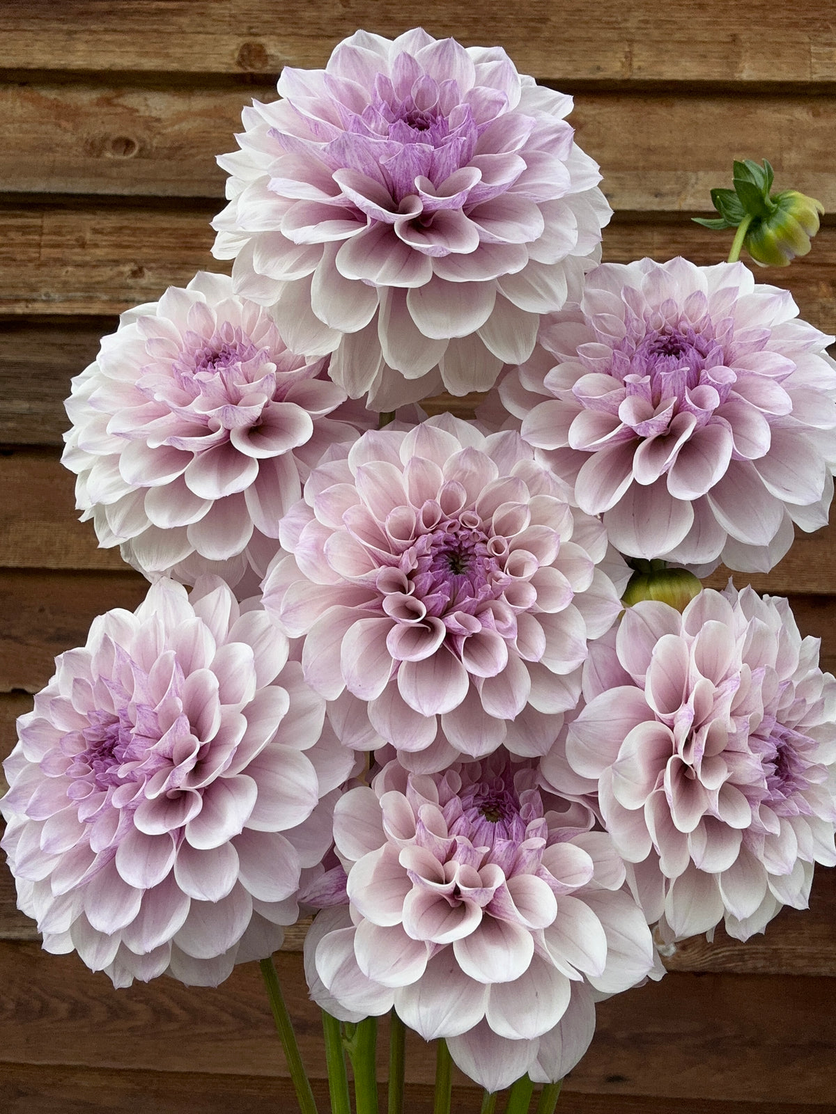 Dahlia Jeff Bloom