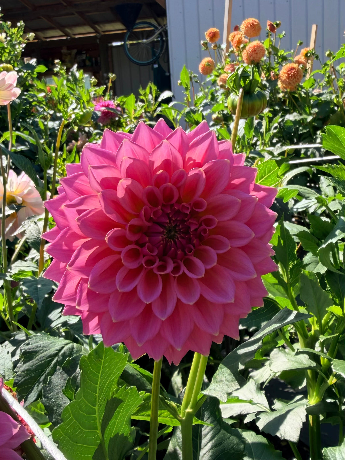 Dahlia Lee's Peachy Keen