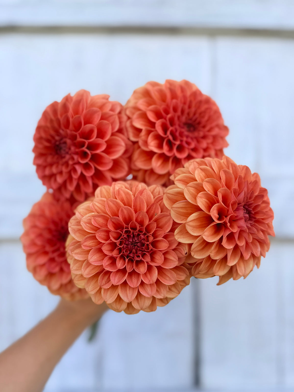 Dahlia RM Tarnished