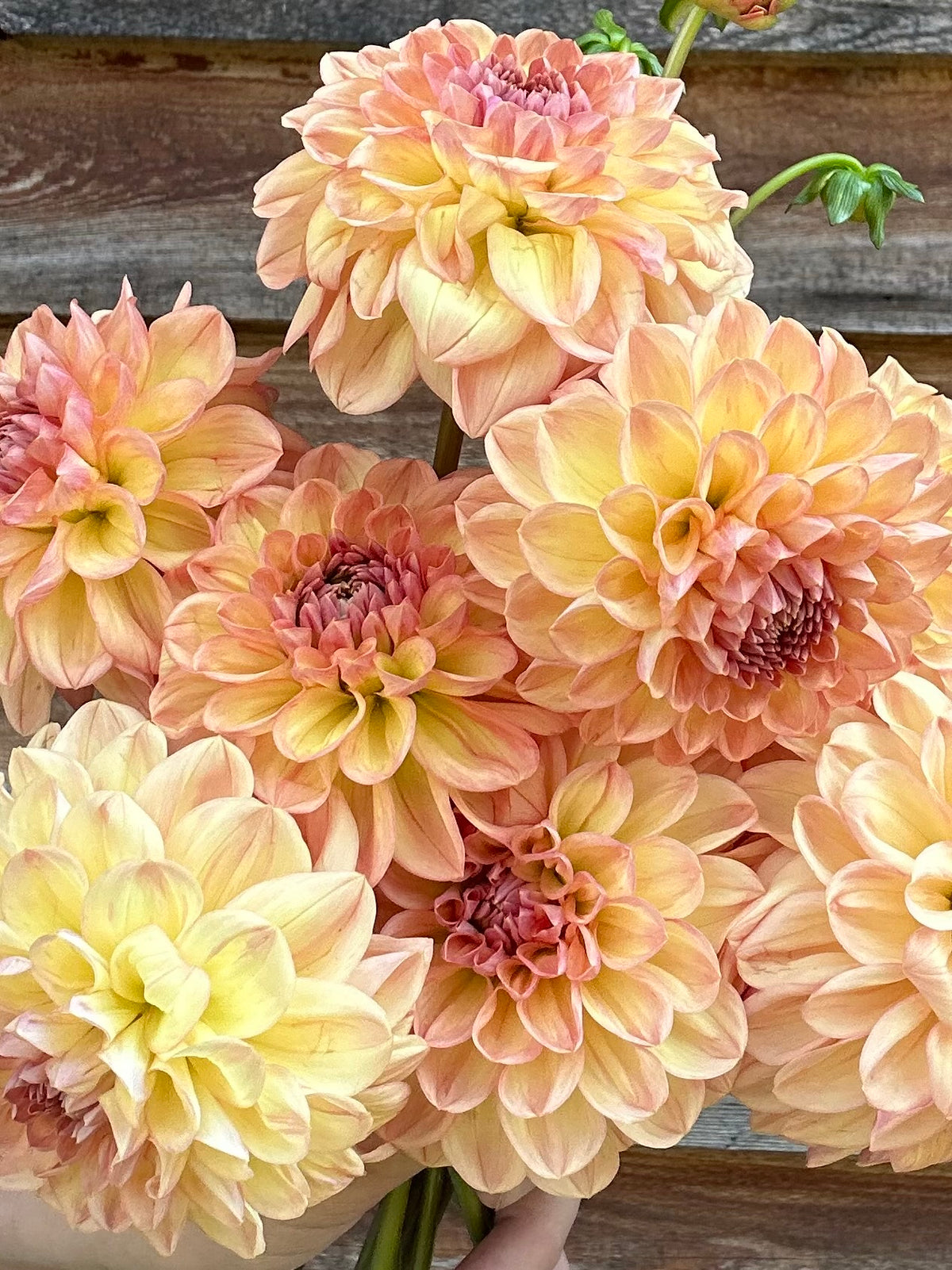 Dahlia Lark's Ebbe