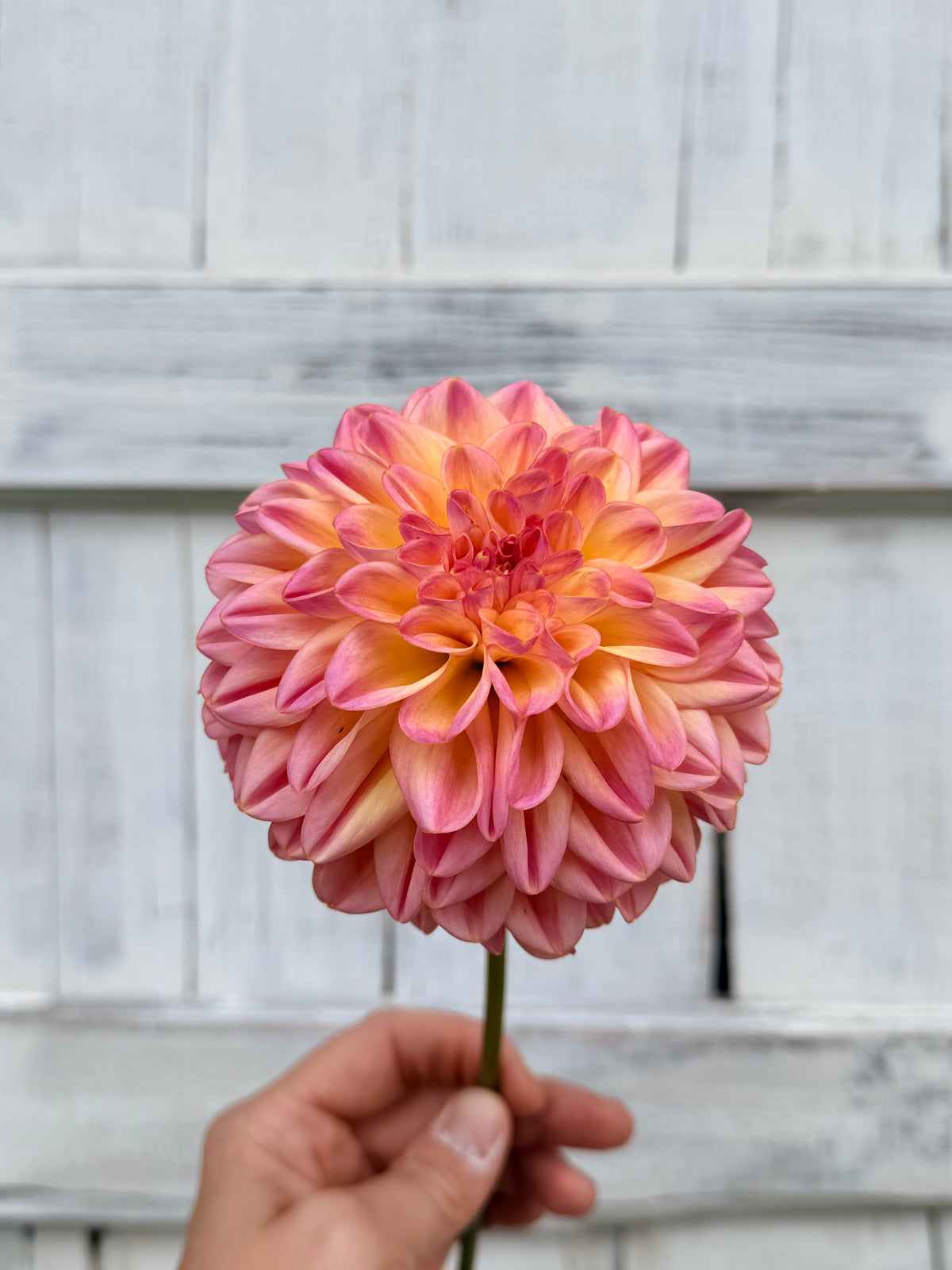 Dahlia Florelie Hayley