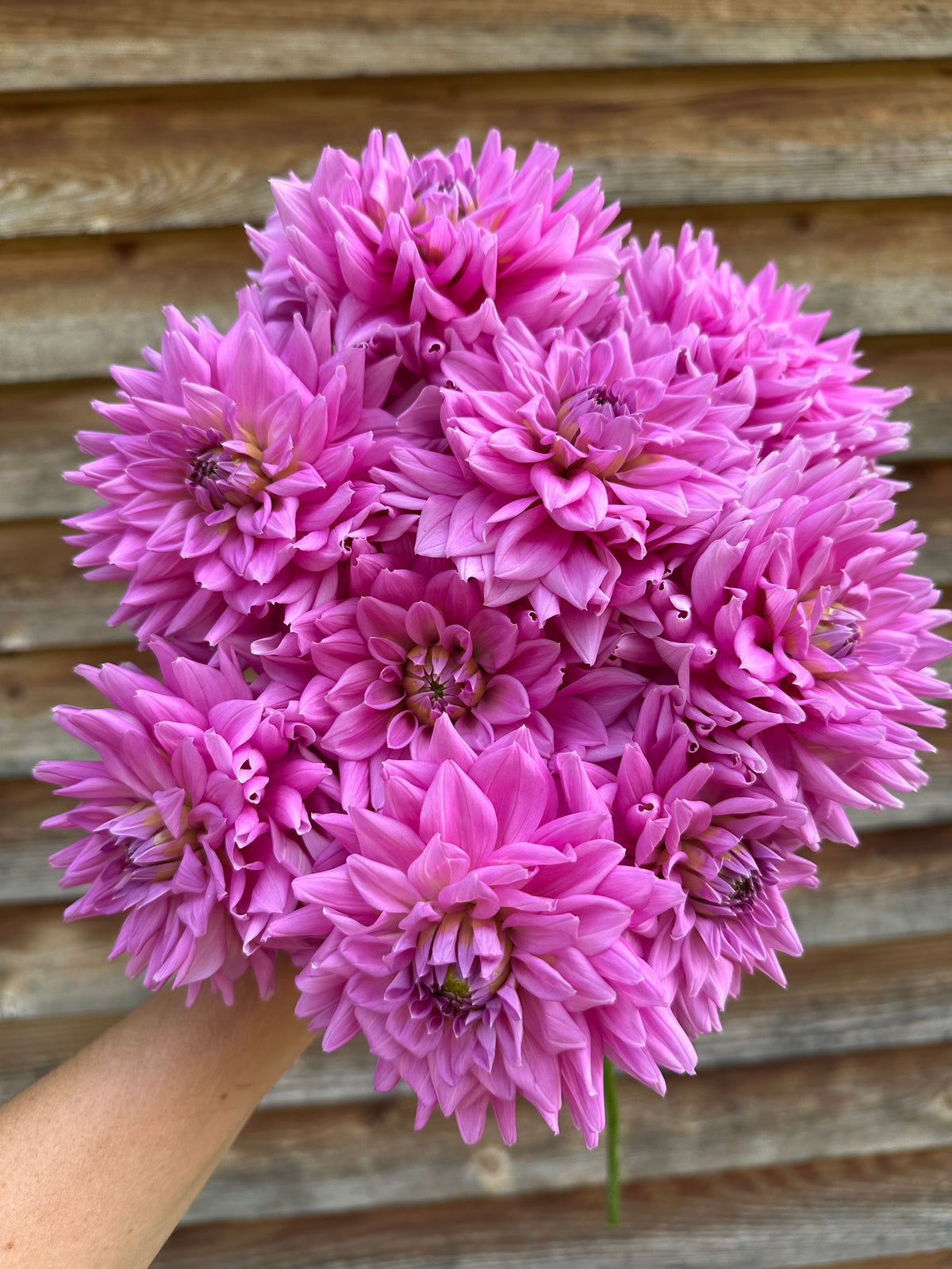 Dahlia Ferncliff Danube