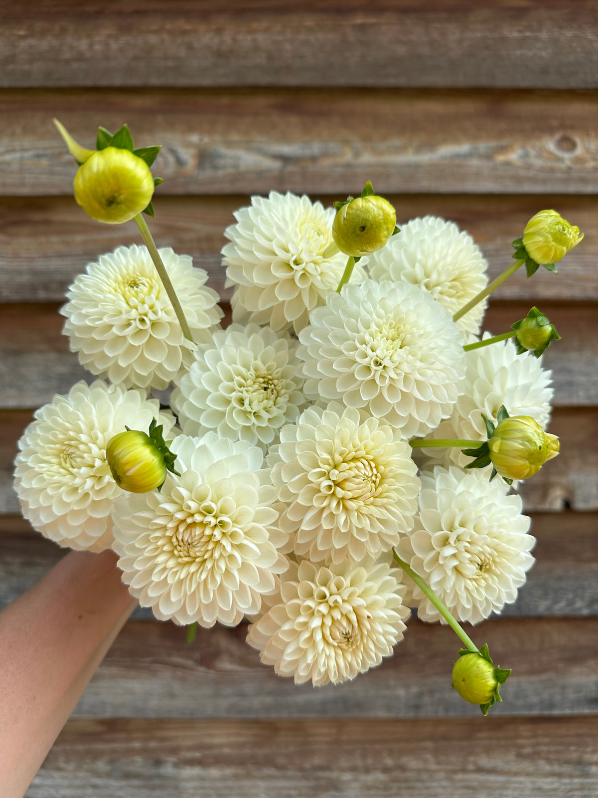 Dahlia Skeena Crystal
