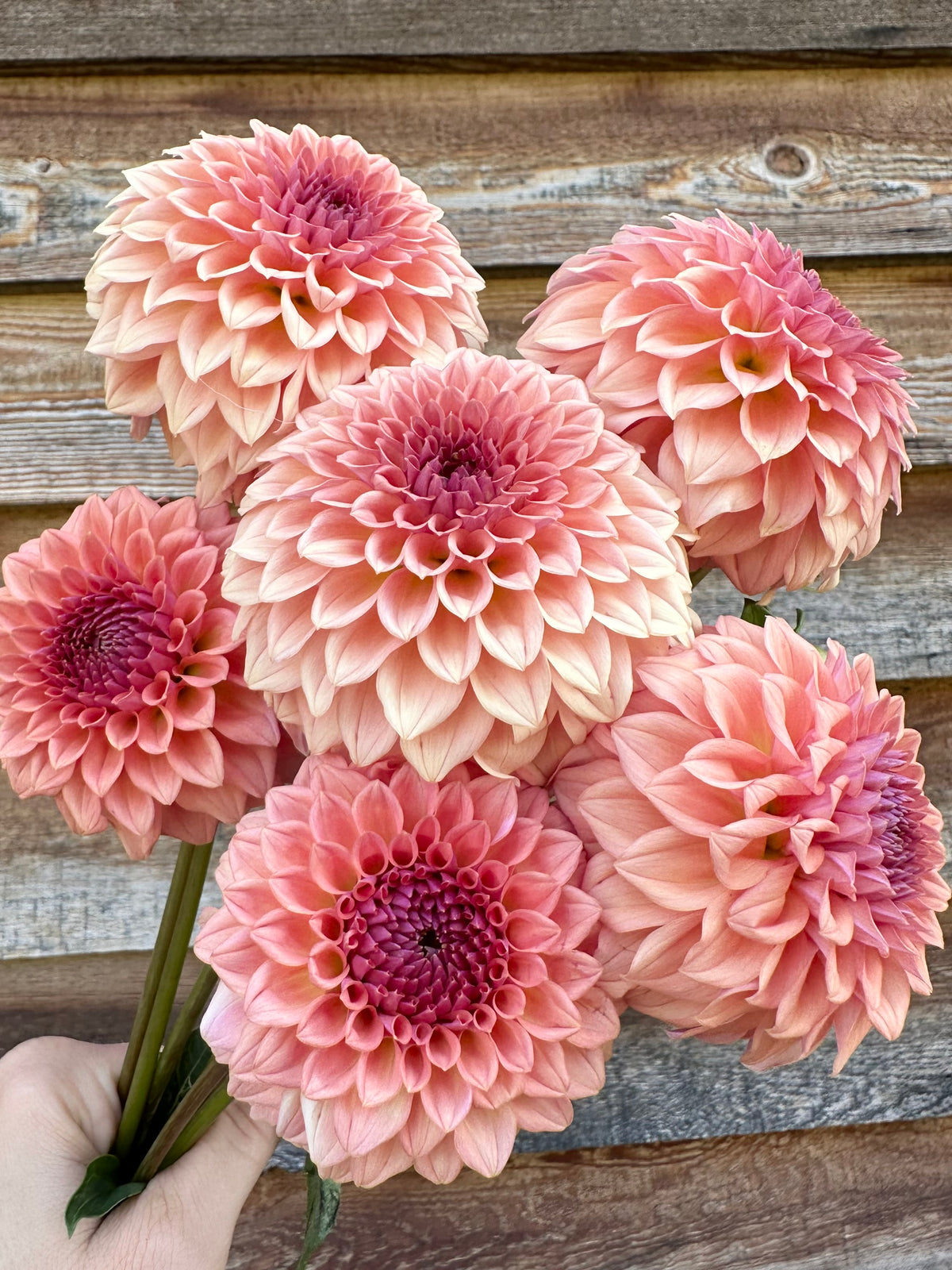 Dahlia Levi's Blue Smoke