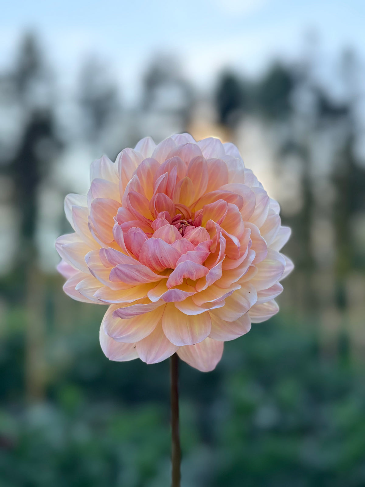 Dahlia Sandia Bliss