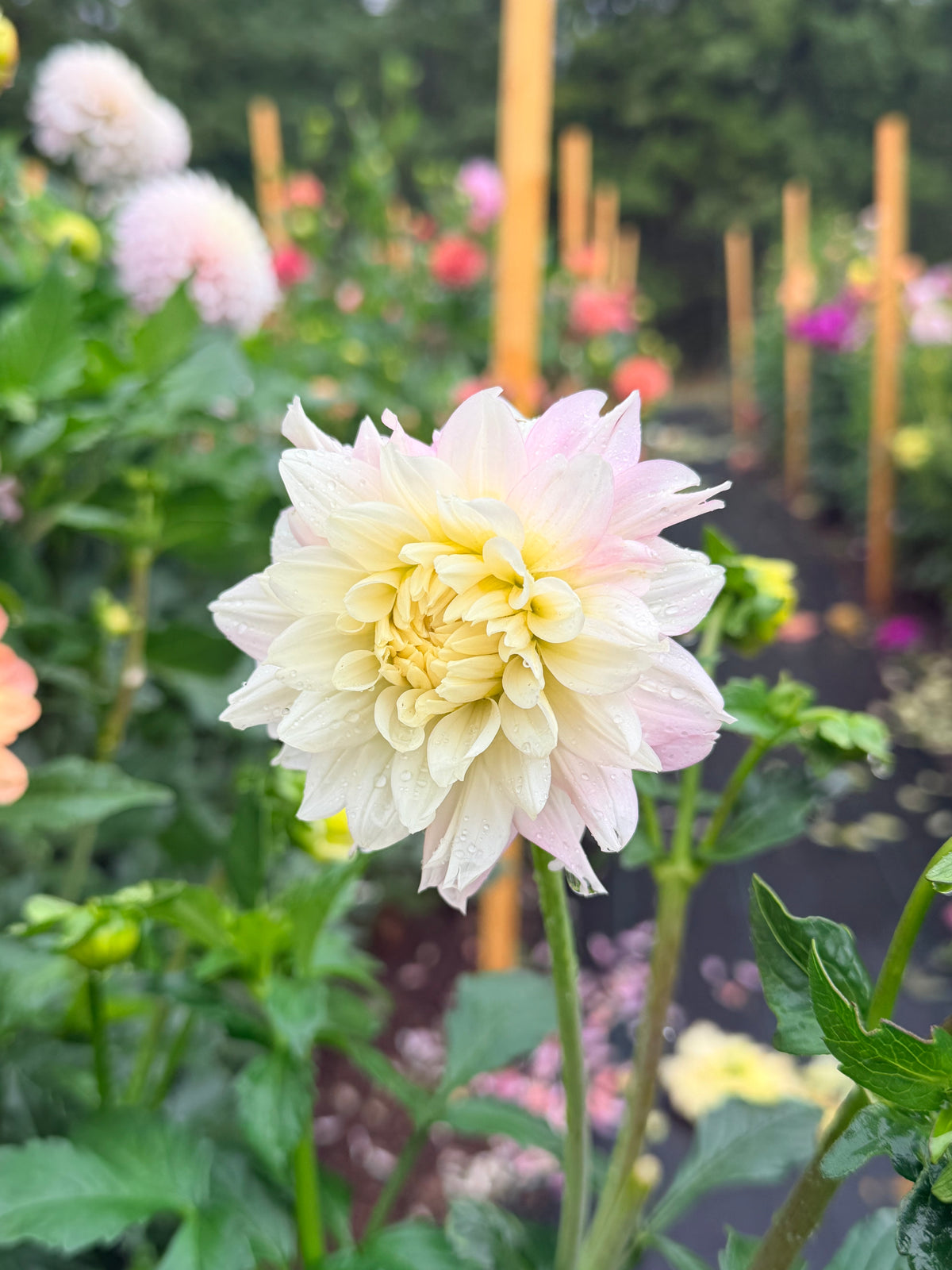 Dahlia Chilson's Pride