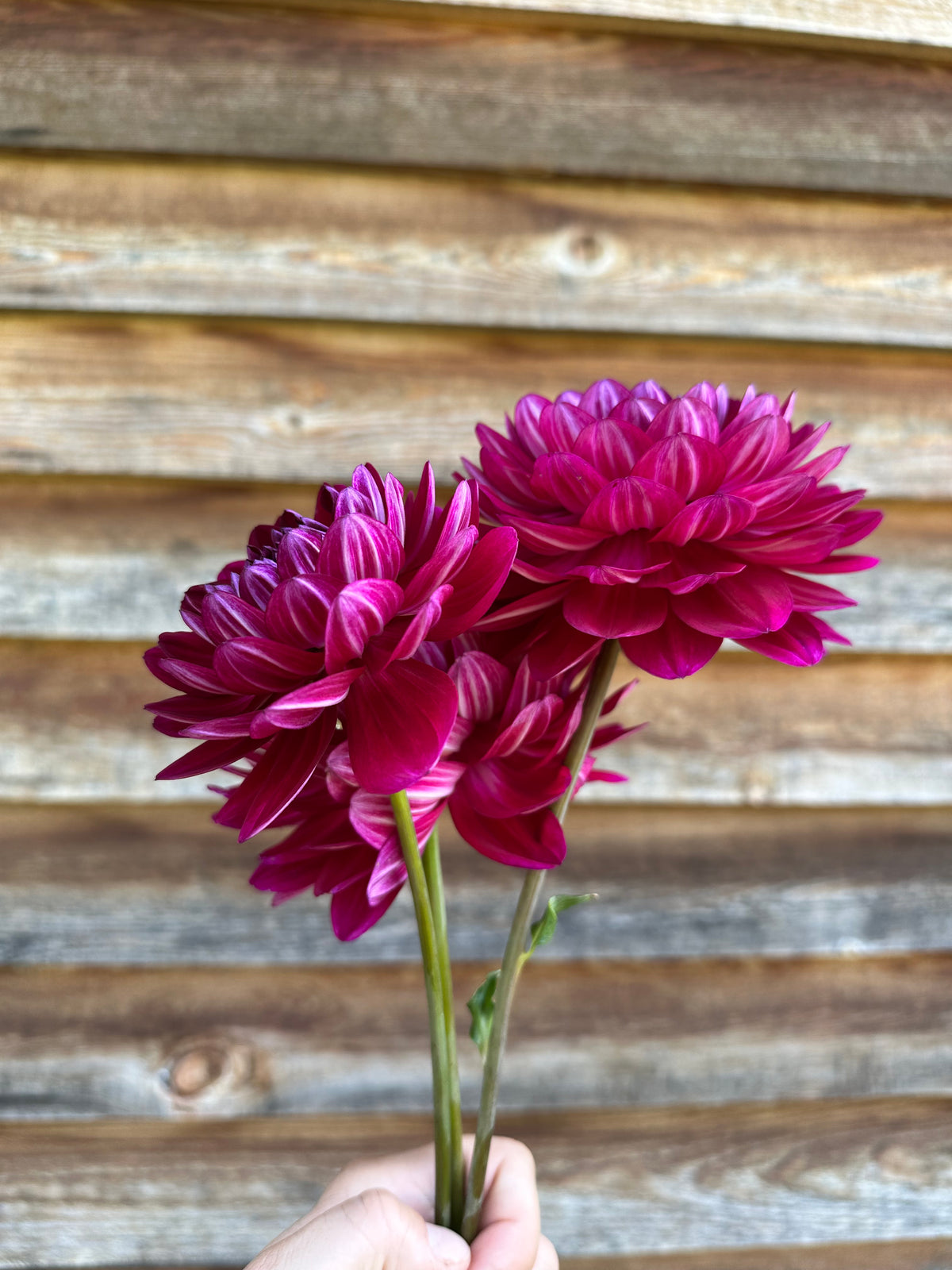Dahlia Sandia Bertha