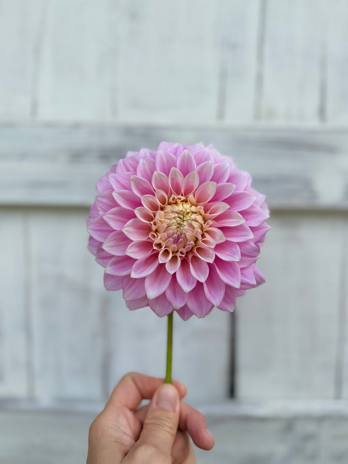 Dahlia Devon Seattle