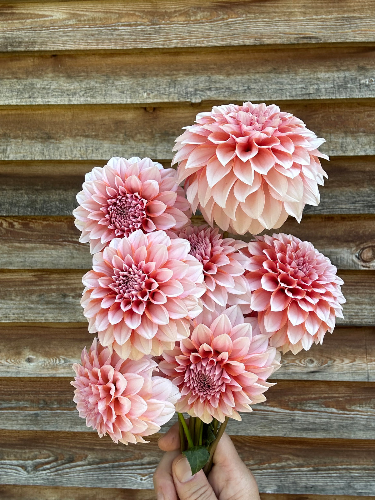 Dahlia RM Baby Girl