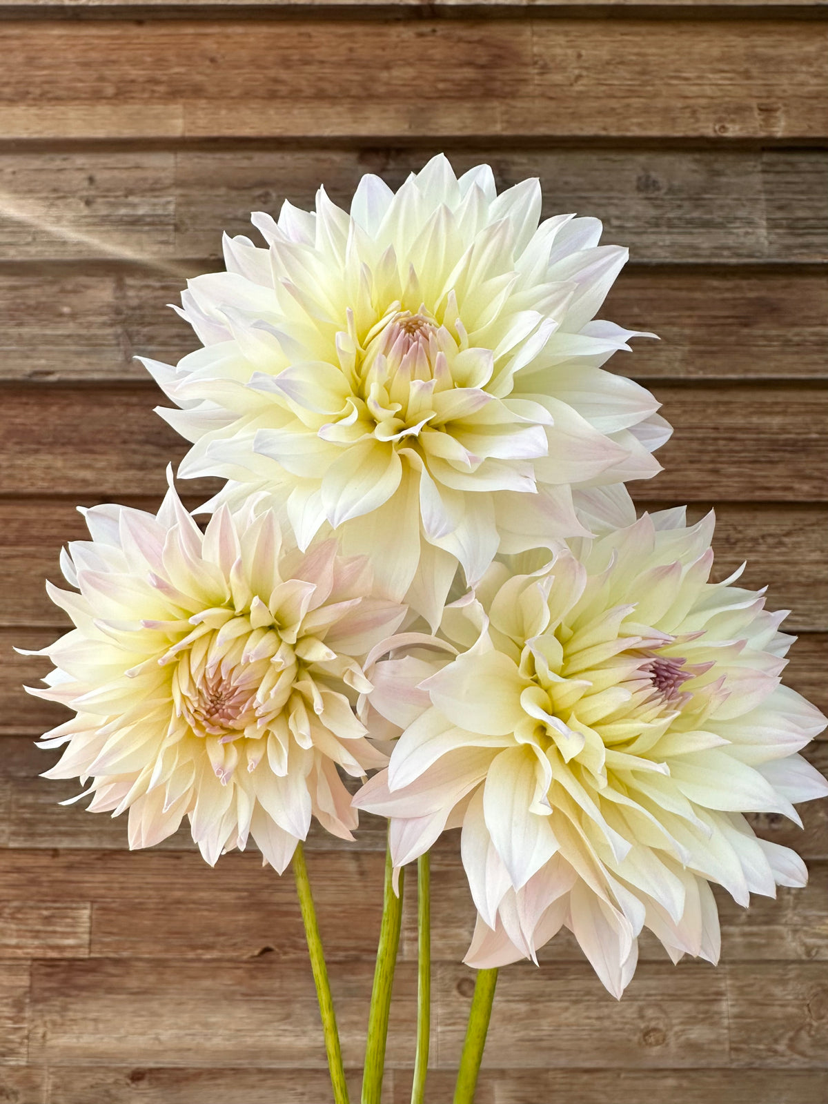 Dahlia Tahoma Early Dawn