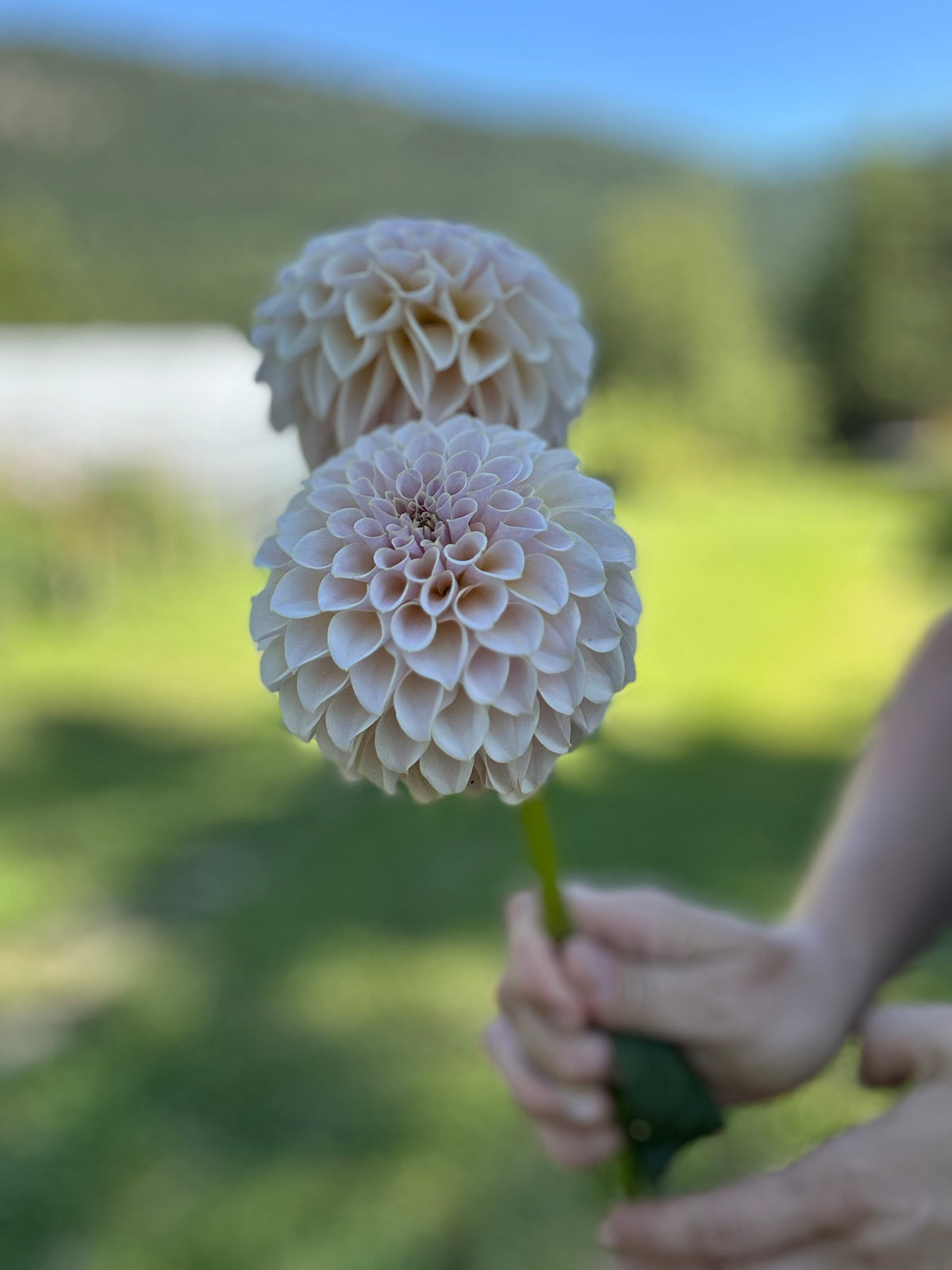 Dahlia SC Cinder Rose *CUTTING ONLY*