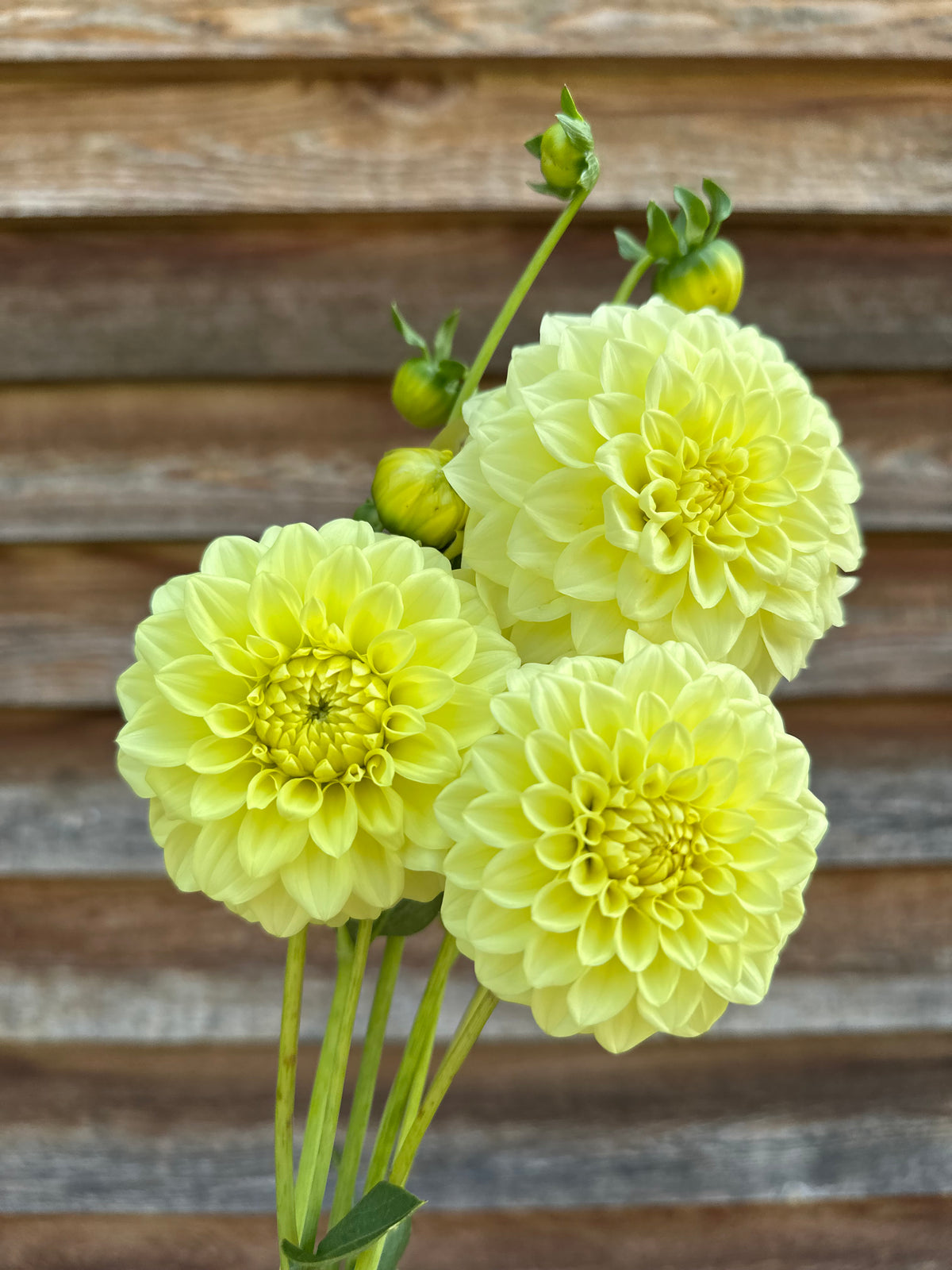 Dahlia Letterkenny Mellow Yellow