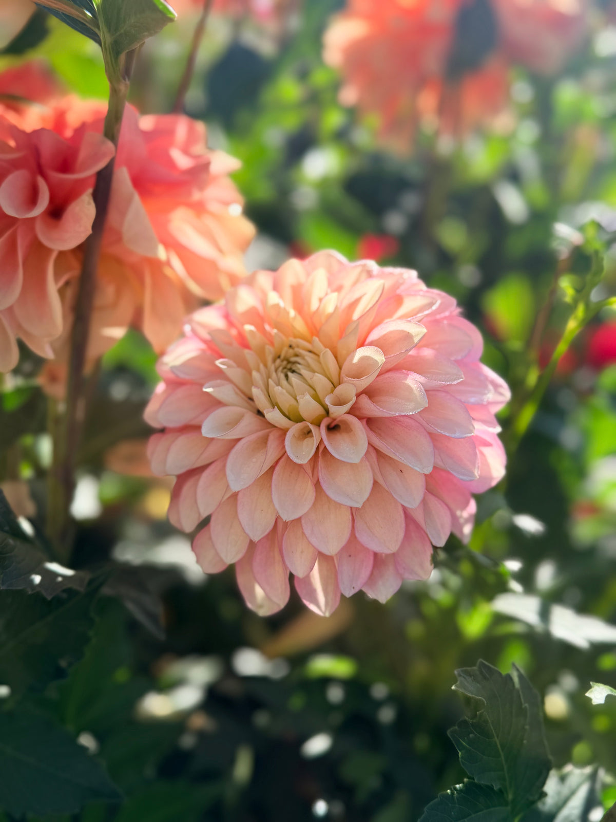 Dahlia RF Dorothy