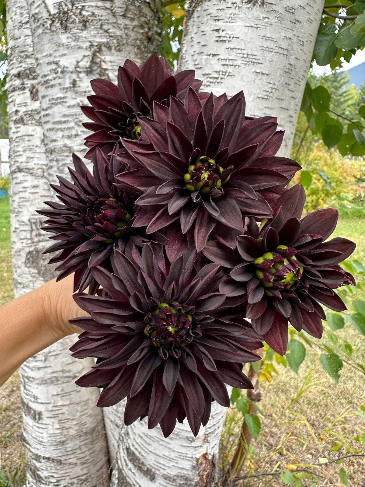 Dahlia Czarny Charakter